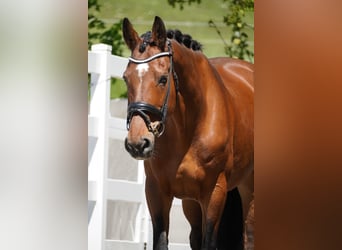 Zangersheider, Mare, 17 years, 16,2 hh, Brown