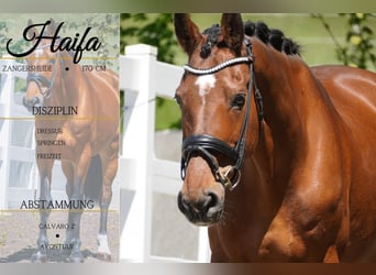 Zangersheider, Mare, 17 years, 16,2 hh, Brown