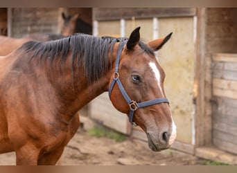 Zangersheider, Mare, 18 years, 15,2 hh, Bay