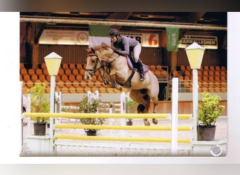 Zangersheider, Mare, 18 years, 16,1 hh, Chestnut-Red