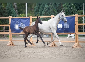 Zangersheider, Stute, 18 Jahre, 16,1 hh, Schimmel