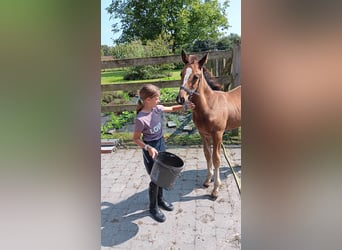 Zangersheider, Mare, 1 year, 12,2 hh, Bay-Dark