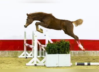 Zangersheider, Mare, 1 year, 13,2 hh