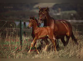 Zangersheider, Mare, 1 year, 14.2 hh, Brown