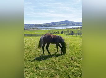Zangersheider, Mare, 1 year, 14.2 hh, Brown