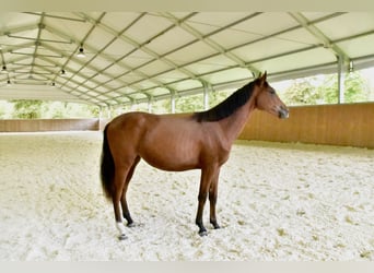 Zangersheider, Stute, 1 Jahr, 14,3 hh, Brauner