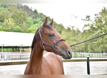 Zangersheider, Stute, 1 Jahr, 14,3 hh, Brauner