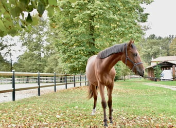 Zangersheider, Stute, 1 Jahr, 14,3 hh, Brauner