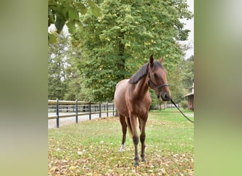 Zangersheider, Stute, 1 Jahr, 14,3 hh, Brauner