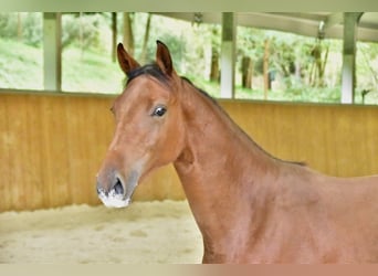 Zangersheider, Stute, 1 Jahr, 14,3 hh, Brauner