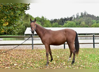 Zangersheider, Stute, 1 Jahr, 14,3 hh, Brauner