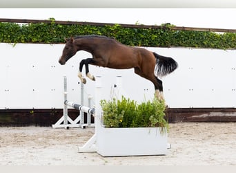 Zangersheider, Mare, 1 year, 14,1 hh, Bay-Dark