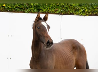 Zangersheider, Mare, 1 year, 14,1 hh, Bay-Dark