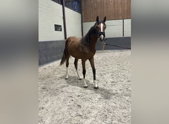 Zangersheider, Mare, 1 year, 15,1 hh, Brown