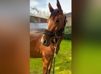 Zangersheider, Mare, 1 year, 15,1 hh, Brown