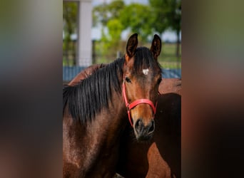 Zangersheider, Mare, 1 year, 15,1 hh, Brown