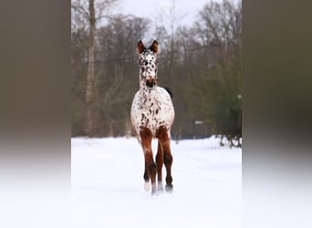 Zangersheider, Mare, 1 year, 15,2 hh, Leopard-Piebald