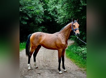 Zangersheider, Mare, 1 year, 16.2 hh, Brown