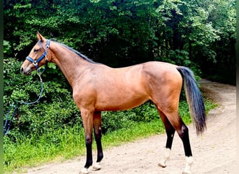 Zangersheider, Mare, 1 year, 16.2 hh, Brown