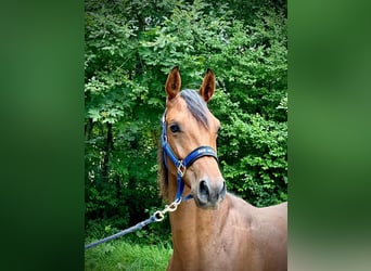 Zangersheider, Mare, 1 year, 16.2 hh, Brown