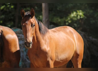 Zangersheider Mix, Mare, 1 year, 16.2 hh, Brown