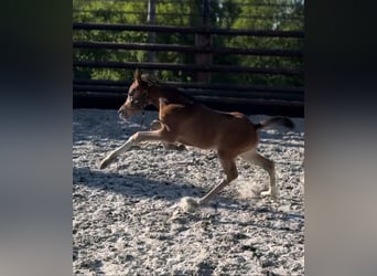 Zangersheider, Mare, 1 year, 16.2 hh, Brown