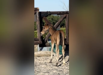 Zangersheider, Mare, 1 year, 16.2 hh, Brown