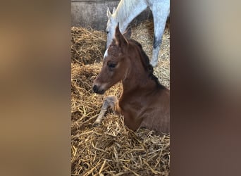 Zangersheider, Mare, 1 year, 16.2 hh, Brown