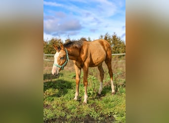 Zangersheider, Mare, 1 year, 16,1 hh, Buckskin