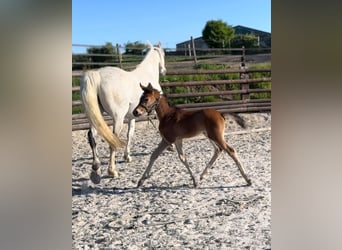 Zangersheider, Mare, 1 year, 16,2 hh, Brown