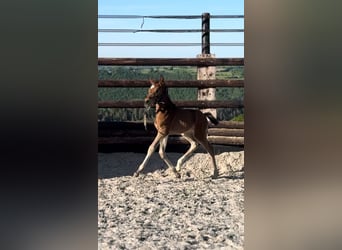 Zangersheider, Mare, 1 year, 16,2 hh, Brown