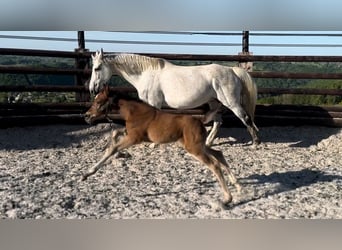 Zangersheider, Mare, 1 year, 16,2 hh, Brown