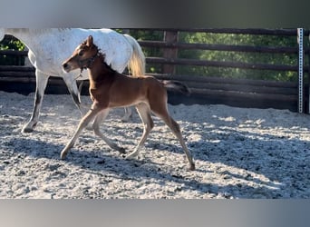 Zangersheider, Mare, 1 year, 16,2 hh, Brown