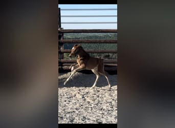 Zangersheider, Mare, 1 year, 16,2 hh, Brown