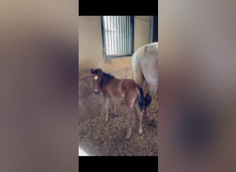 Zangersheider, Mare, 1 year, 16,2 hh, Brown