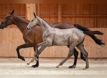 Zangersheider, Mare, 1 year, 17 hh, Grey-Dapple