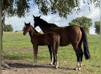 Zangersheider, Mare, 1 year, Bay