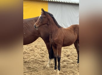 Zangersheider, Mare, 1 year, Bay