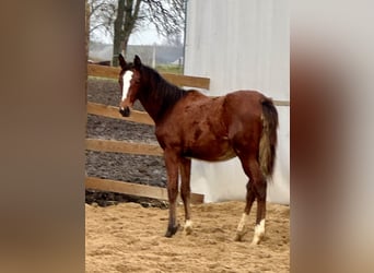 Zangersheider, Mare, 1 year, Bay