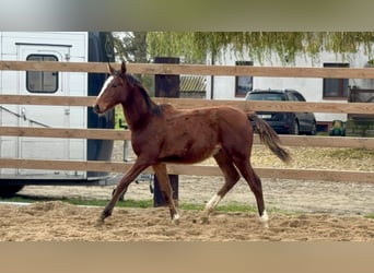 Zangersheider, Mare, 1 year, Bay