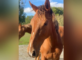 Zangersheider, Mare, 1 year, Chestnut-Red