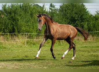Zangersheider, Mare, 1 year, Gray