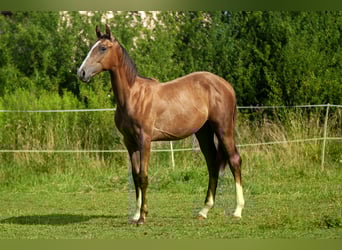 Zangersheider, Mare, 1 year, Gray