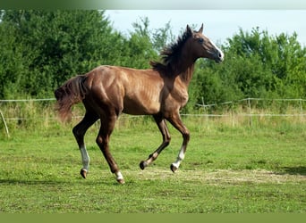 Zangersheider, Mare, 1 year, Gray