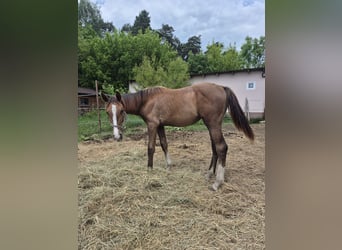 Zangersheider, Mare, 1 year, Gray