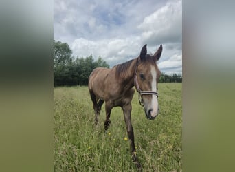 Zangersheider, Mare, 1 year, Gray