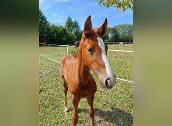 Zangersheider, Mare, 1 year, Gray