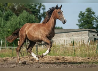 Zangersheider, Mare, 1 year, Gray