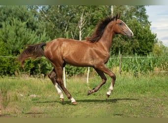 Zangersheider, Mare, 1 year, Gray