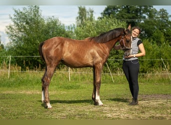 Zangersheider, Mare, 1 year, Gray